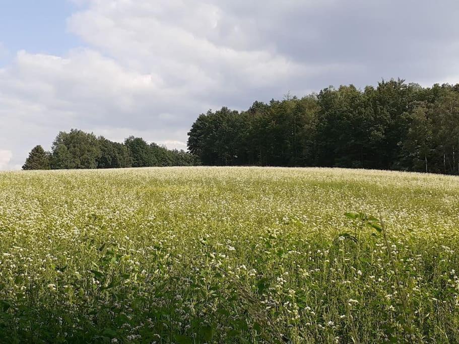 Schoene Und Ruhige Ferienwohnung In Ottendorf Sebnitz Exterior foto